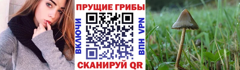Псилоцибиновые грибы прущие грибы  ссылка на мегу онион  Ижевск 